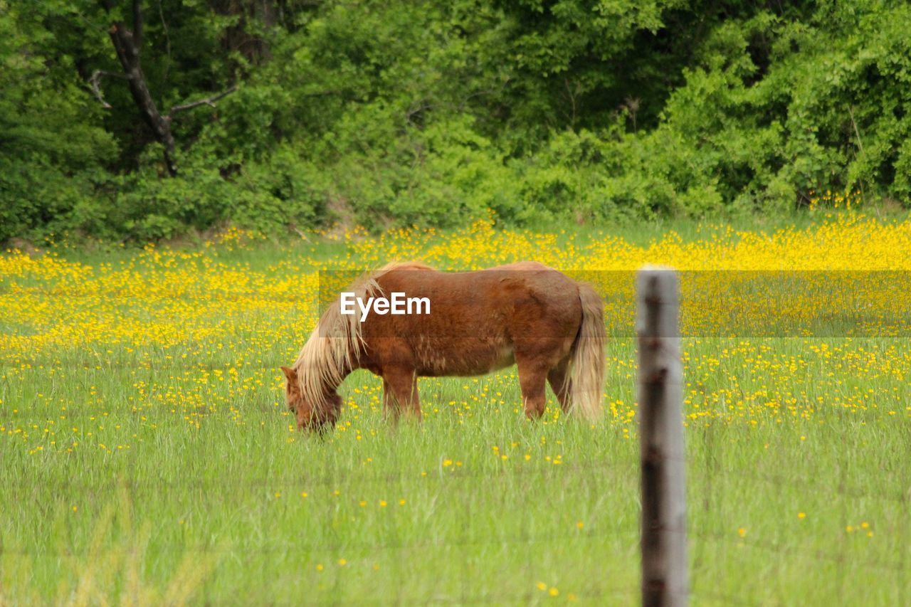 Horse grazing on grassy field