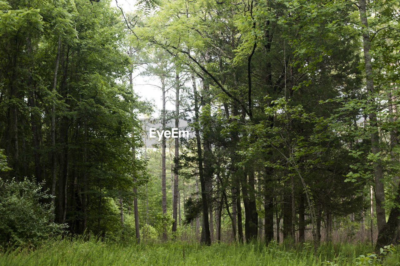 TREES AND PLANTS GROWING IN FOREST