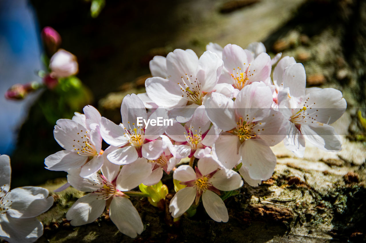 Close-up of pink flowering cherry blossom trees in the spring in amsterdam