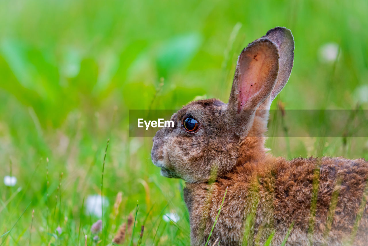 CLOSE-UP OF AN ANIMAL