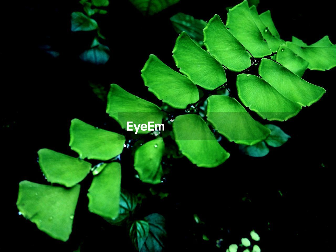 Close-up of green plant at night