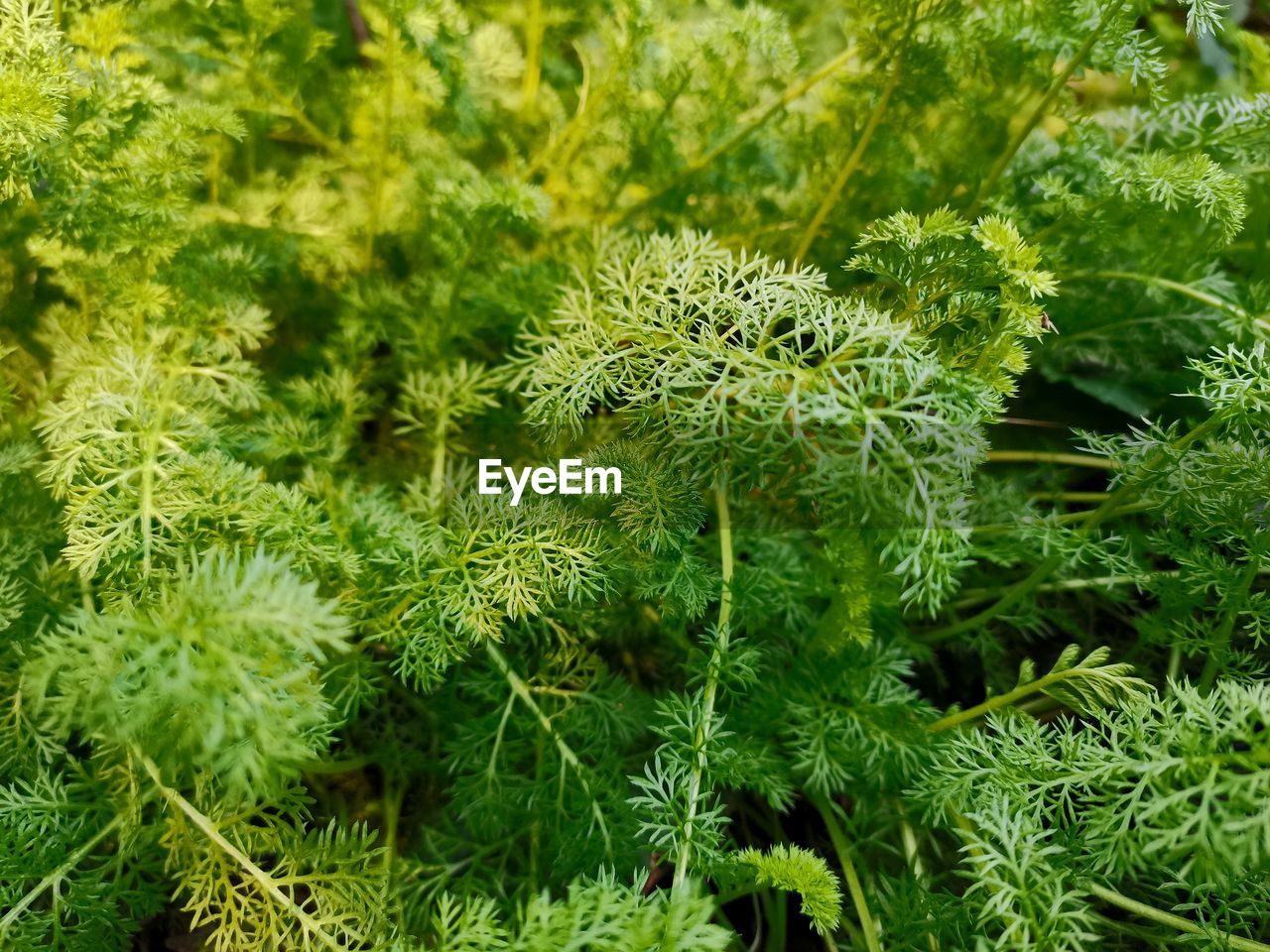 FULL FRAME SHOT OF PLANTS