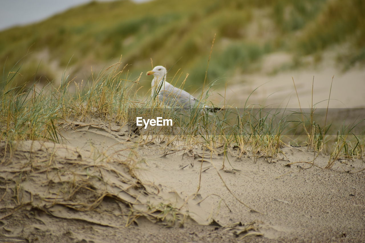 Close-up of bird perching on a land