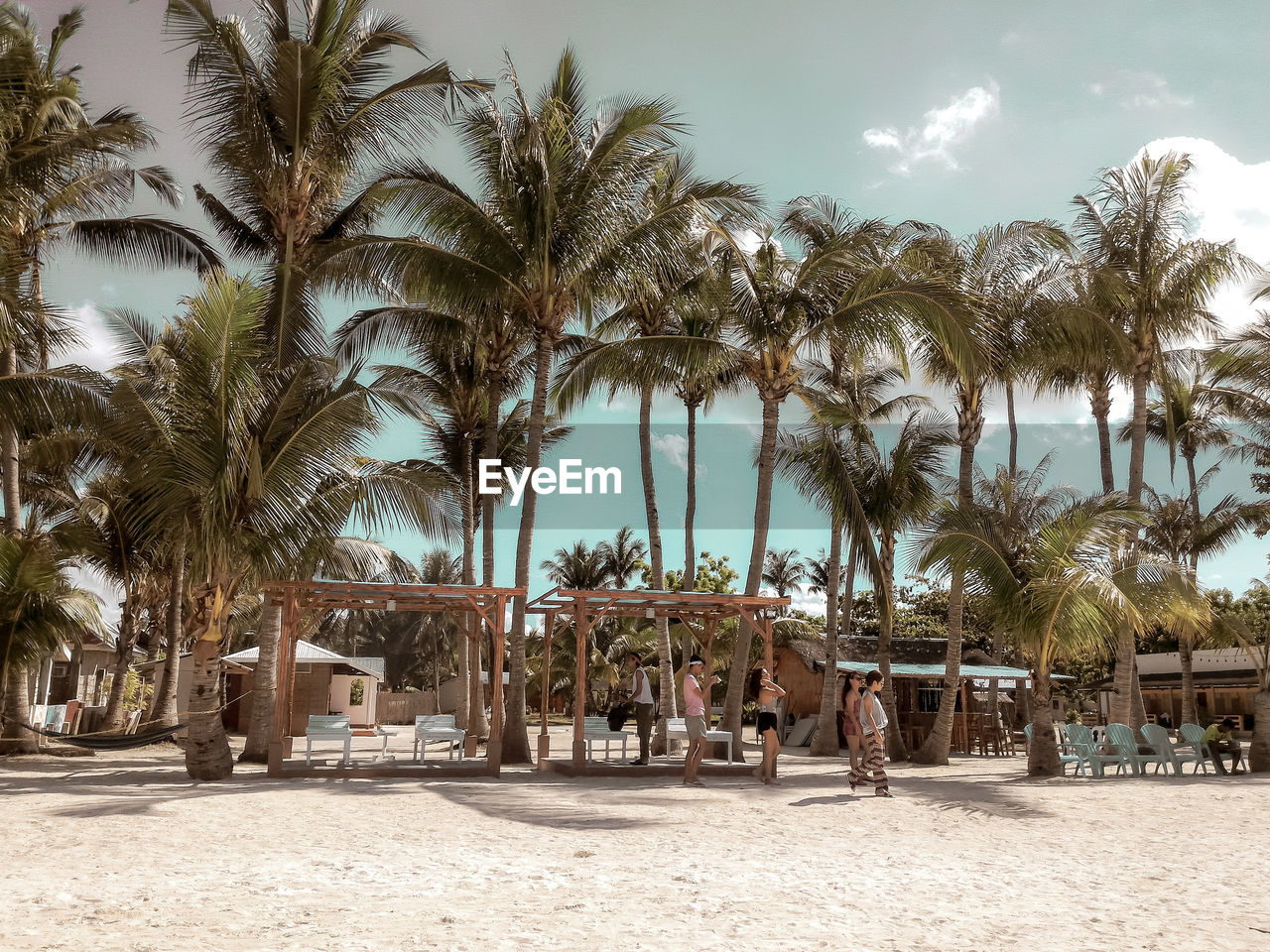 PALM TREES ON BEACH