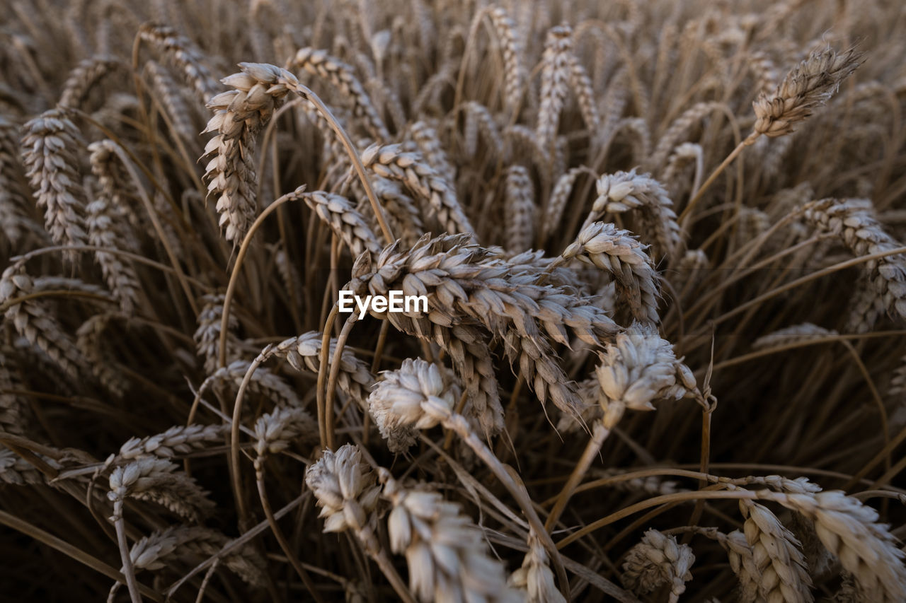 CLOSE-UP OF DRIED PLANT