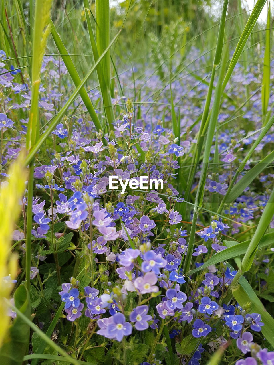 CLOSE-UP OF PURPLE FLOWERS BLOOMING OUTDOORS