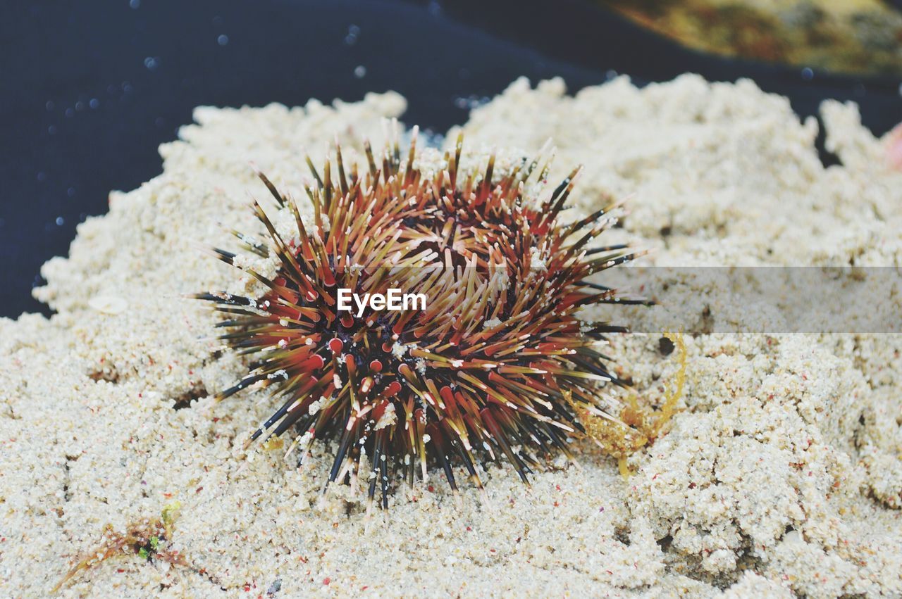 CLOSE-UP OF CORAL BY SEA