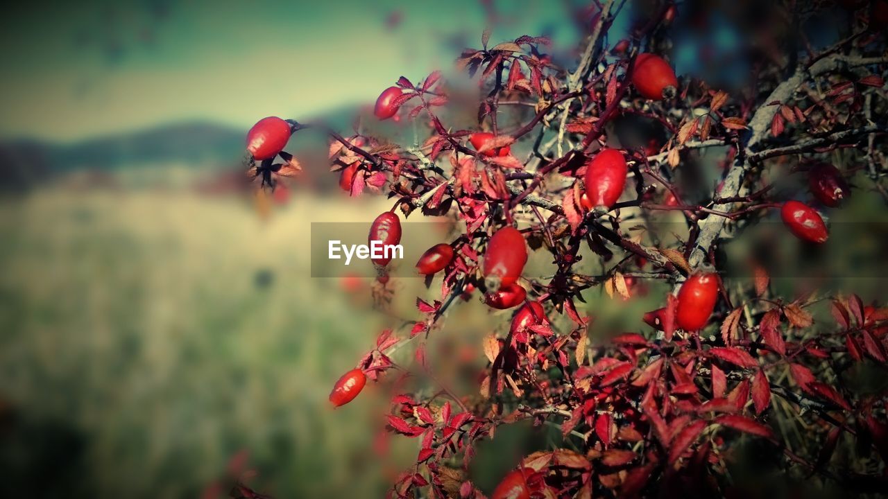 CLOSE-UP OF RED BERRIES