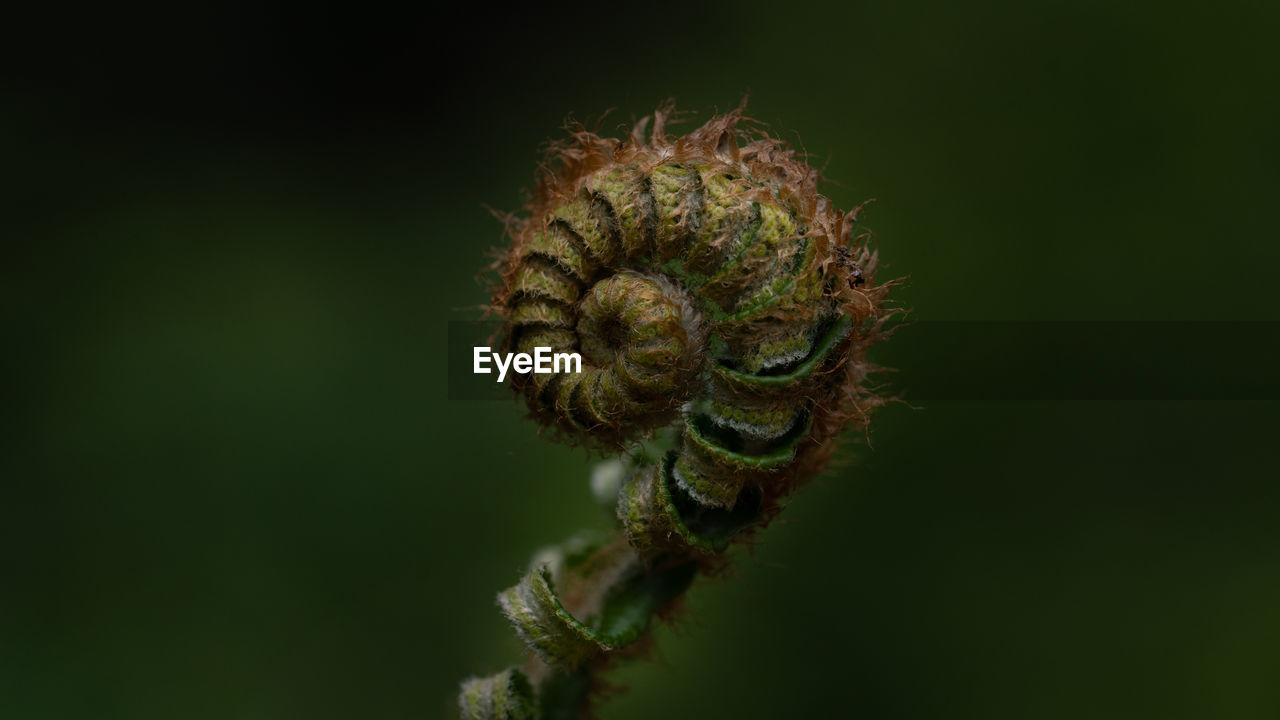 Close-up of fern growing against black background