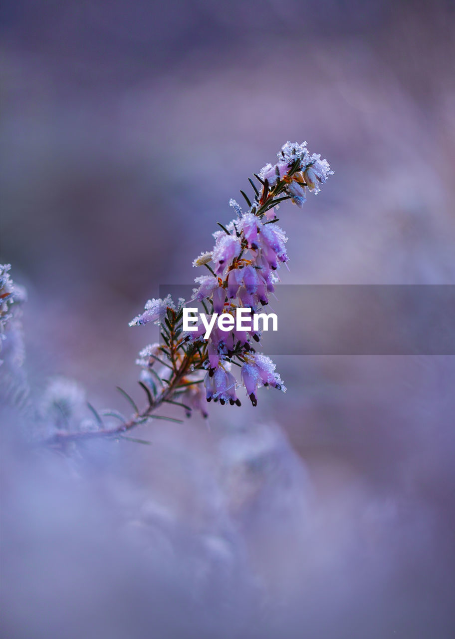 Close-up of purple flowering plant