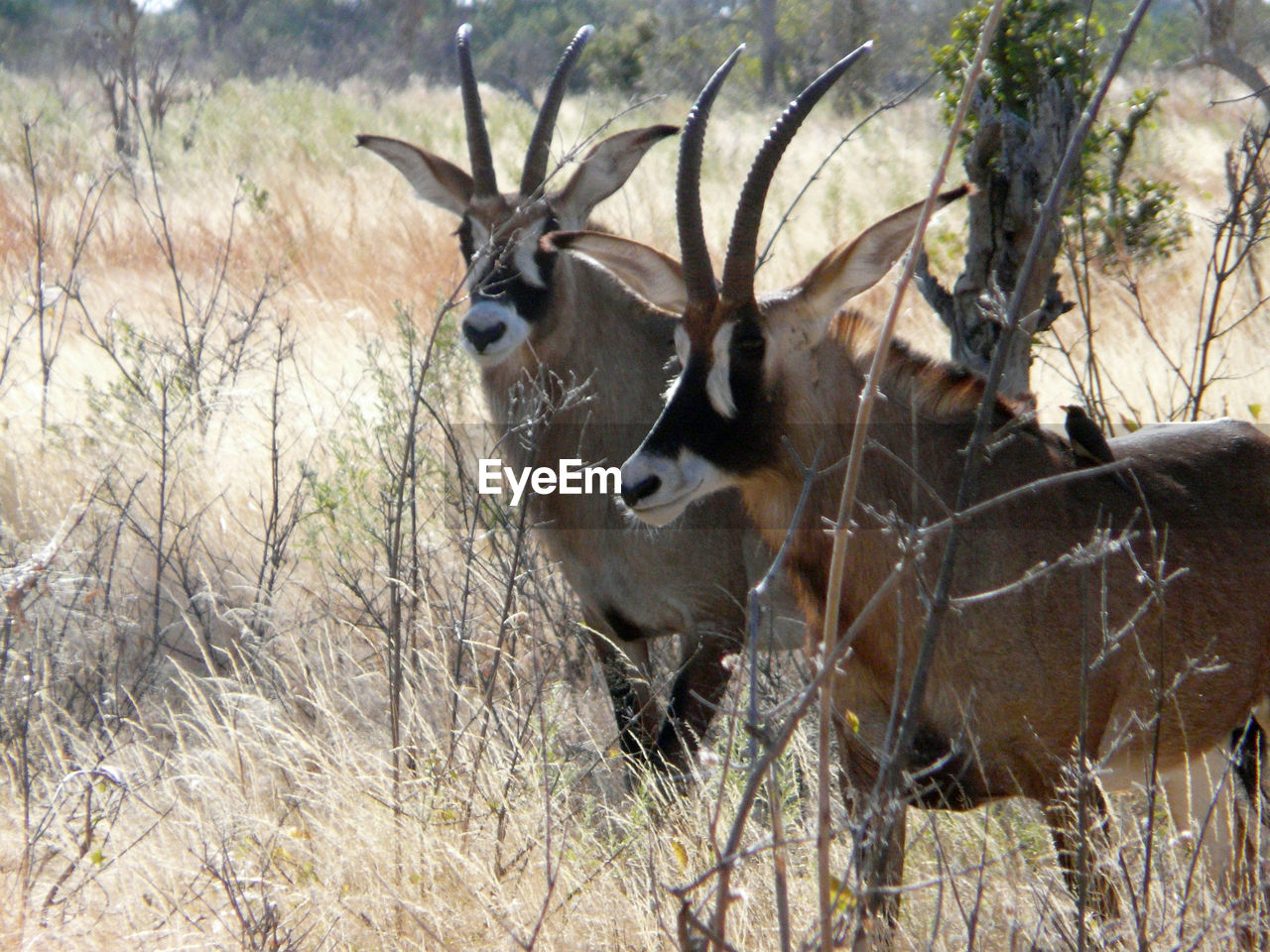 CLOSE-UP OF DEER ON FIELD