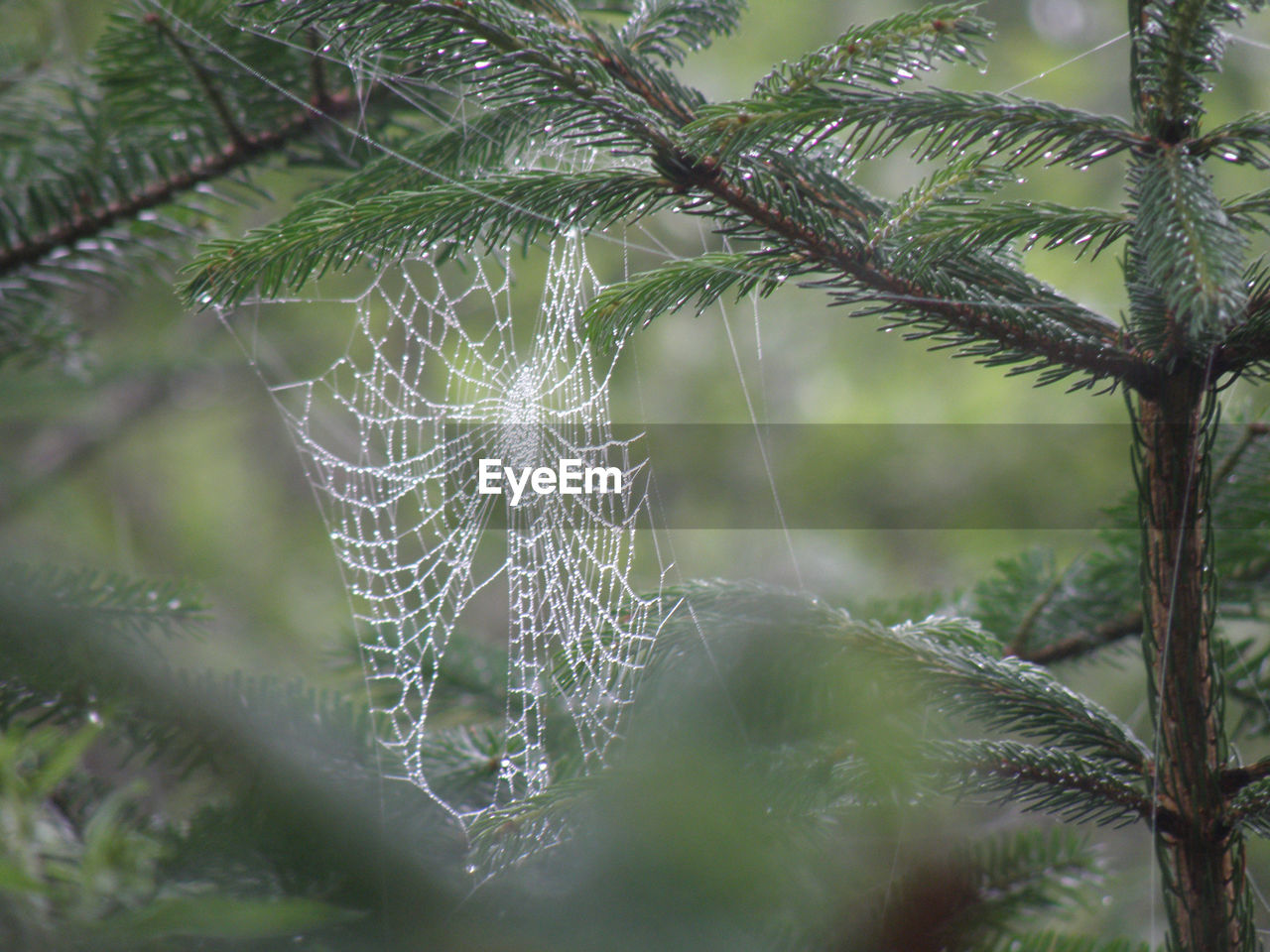 plant, tree, nature, spider web, branch, no people, close-up, beauty in nature, fragility, wet, leaf, plant part, day, outdoors, environment, drop, focus on foreground, coniferous tree, forest, green, water, growth, tranquility, rain, selective focus, pinaceae, land, pattern, pine tree, tropical climate, dew, intricacy, complexity