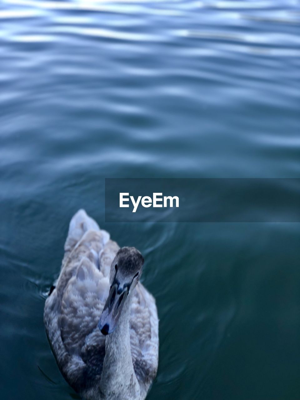 Swan swimming in lake