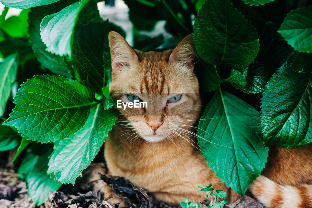 PORTRAIT OF A CAT IN A GREEN LEAVES