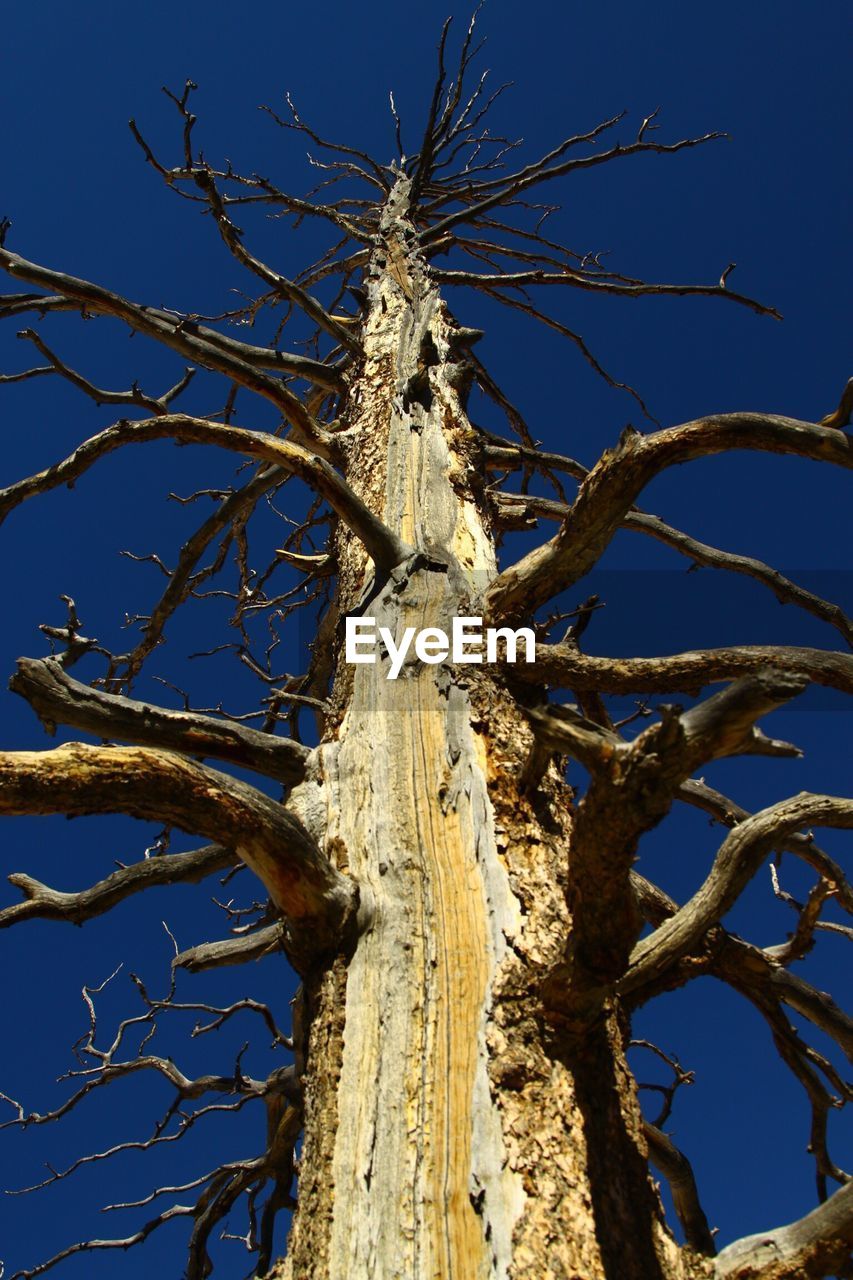 CLOSE-UP OF BARE TREE AGAINST BLUE SKY