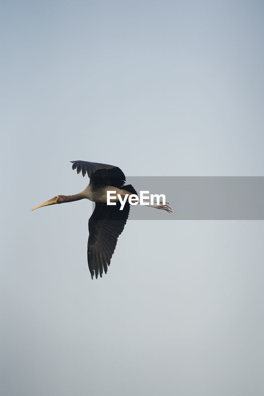 animal themes, animal, bird, animal wildlife, wildlife, one animal, flying, stork, animal body part, spread wings, no people, nature, ciconiiformes, wing, sky, full length, mid-air, outdoors, animal wing, copy space, day