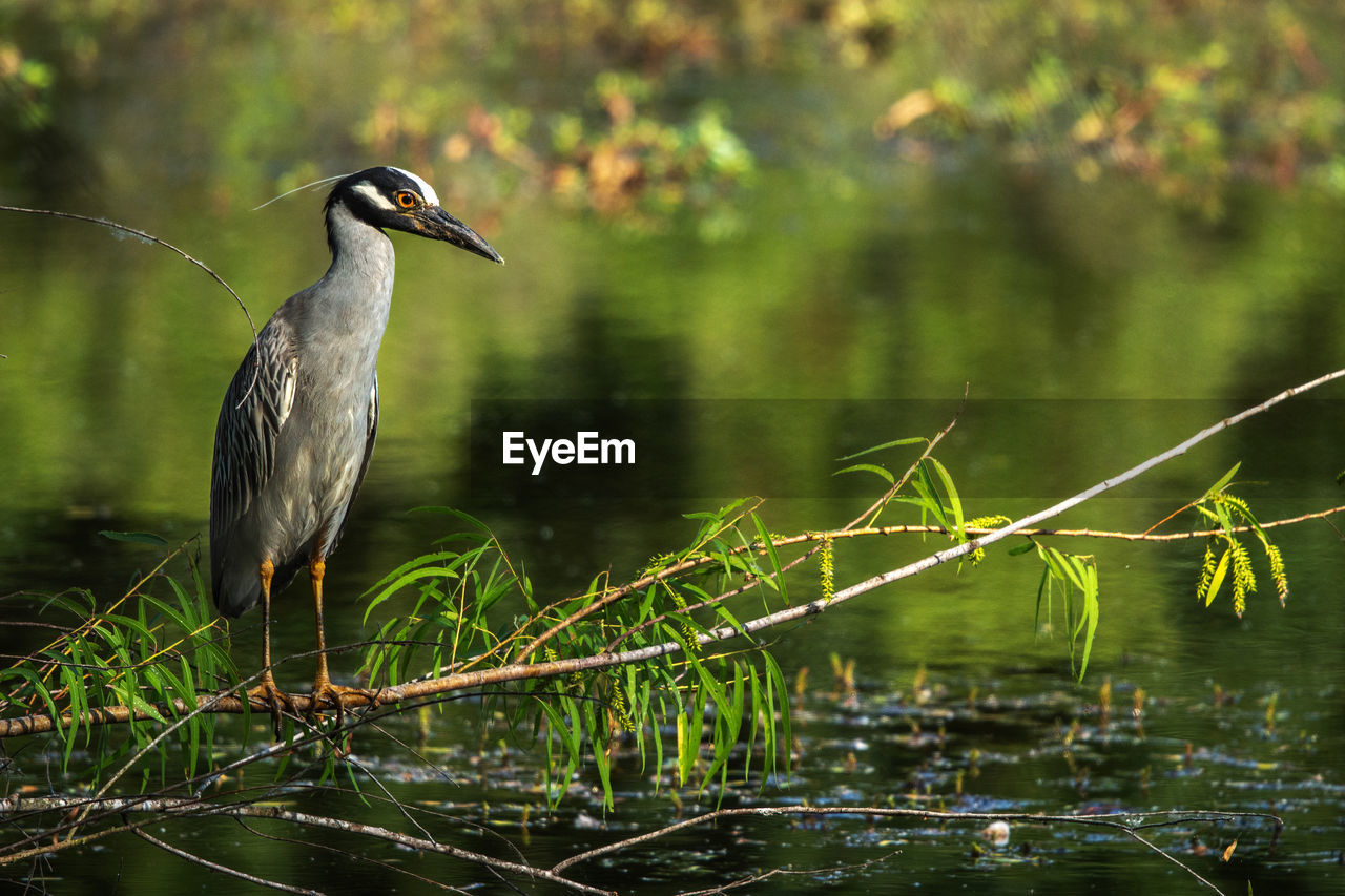 VIEW OF BIRD PERCHING ON TREE