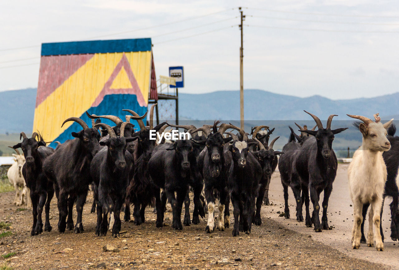 Goats on the road