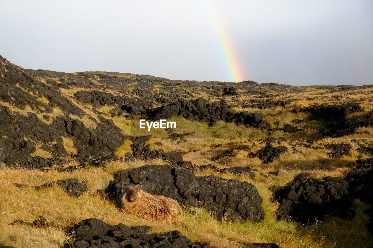 SCENIC VIEW OF RAINBOW OVER LANDSCAPE