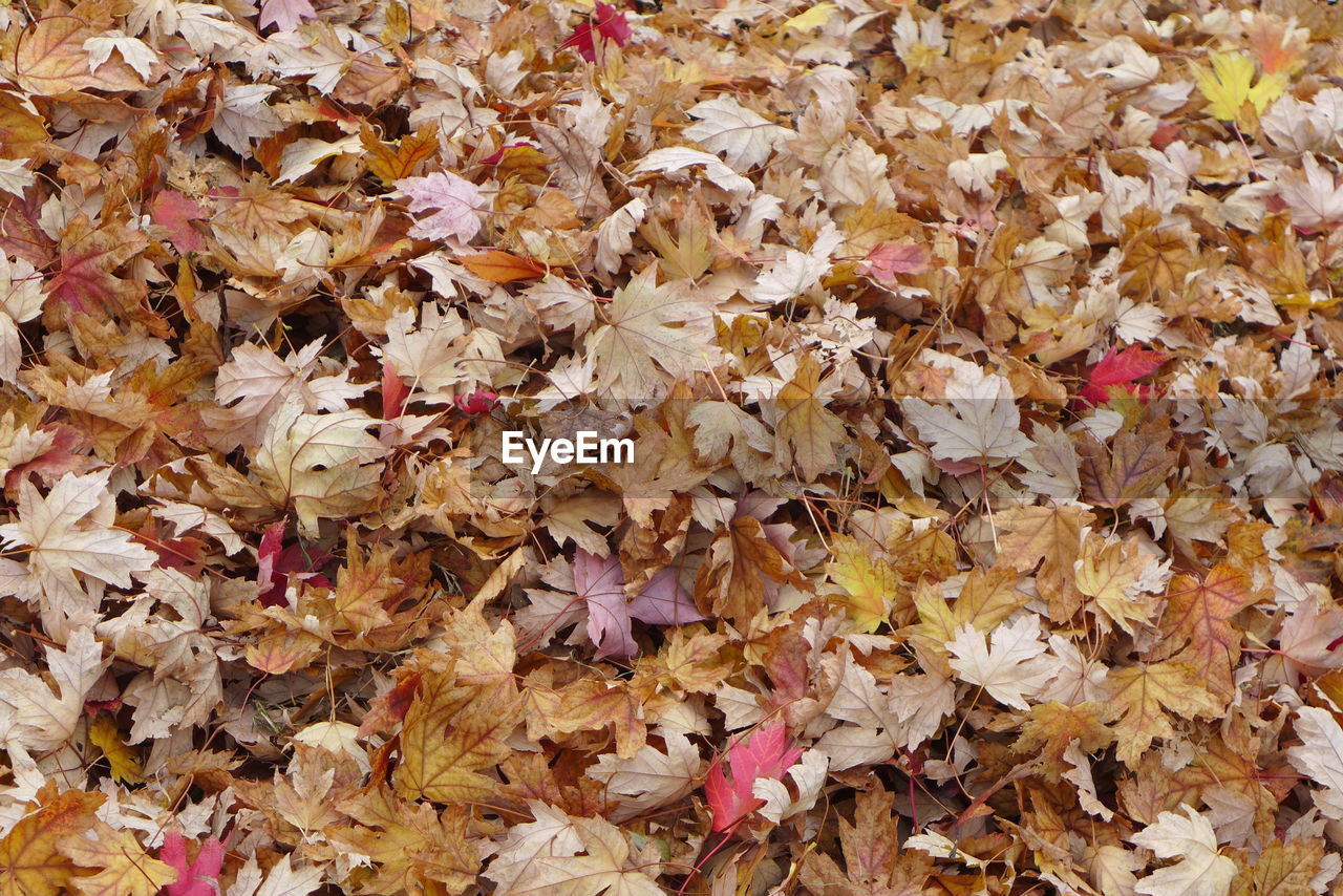 Full frame shot of dry maple leaves on field during autumn