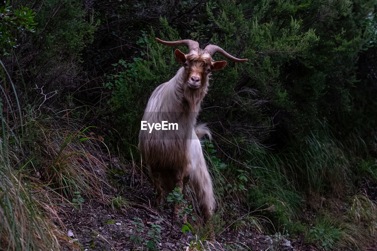 Wild goats of the portofino mountain