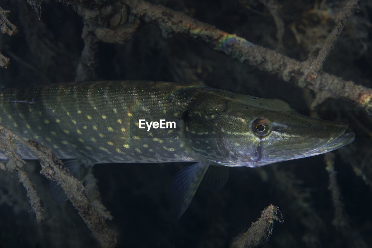 Underwater photo of the northern pike, esox lucius in soderica lake, croatia