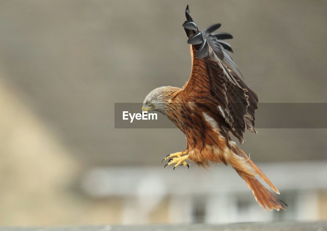 Close-up of eagle flying in mid-air