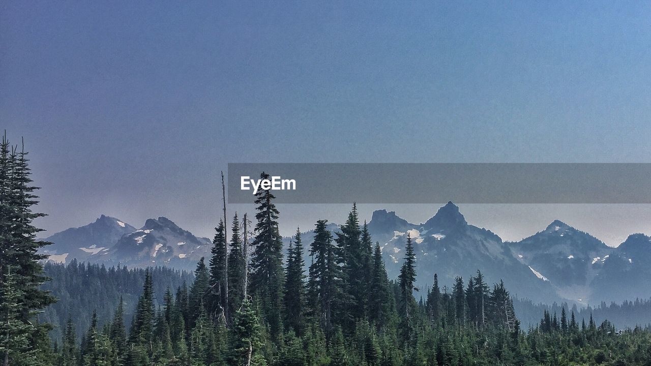 SCENIC VIEW OF FOREST AGAINST SKY