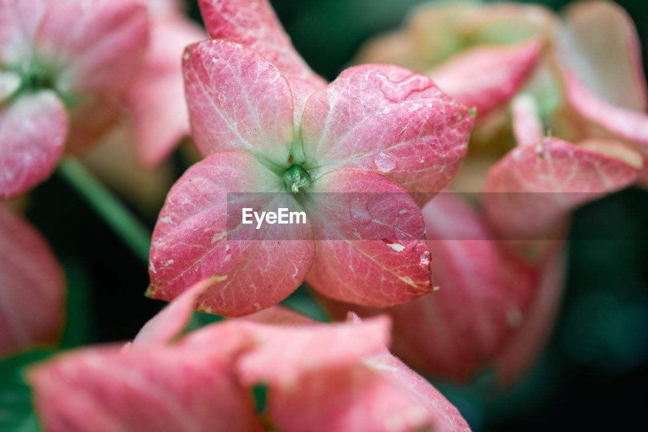 CLOSE-UP OF WATER DROPS ON PINK ROSE