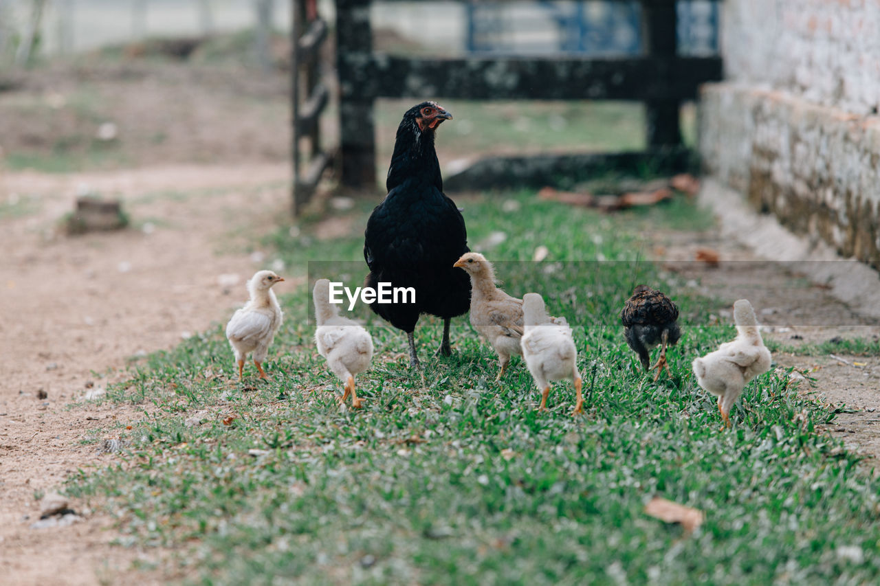 View of birds on field