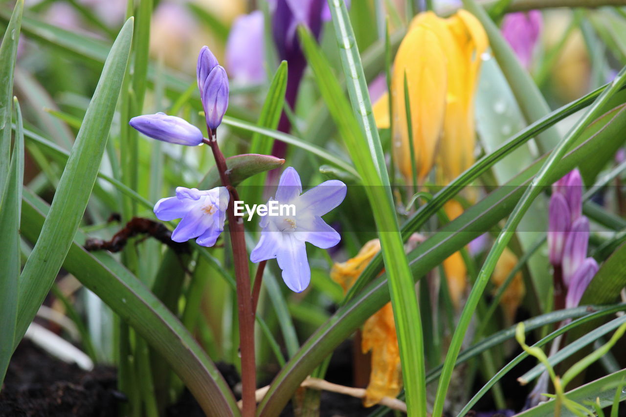 CLOSE-UP OF CROCUS BLOOMING OUTDOORS