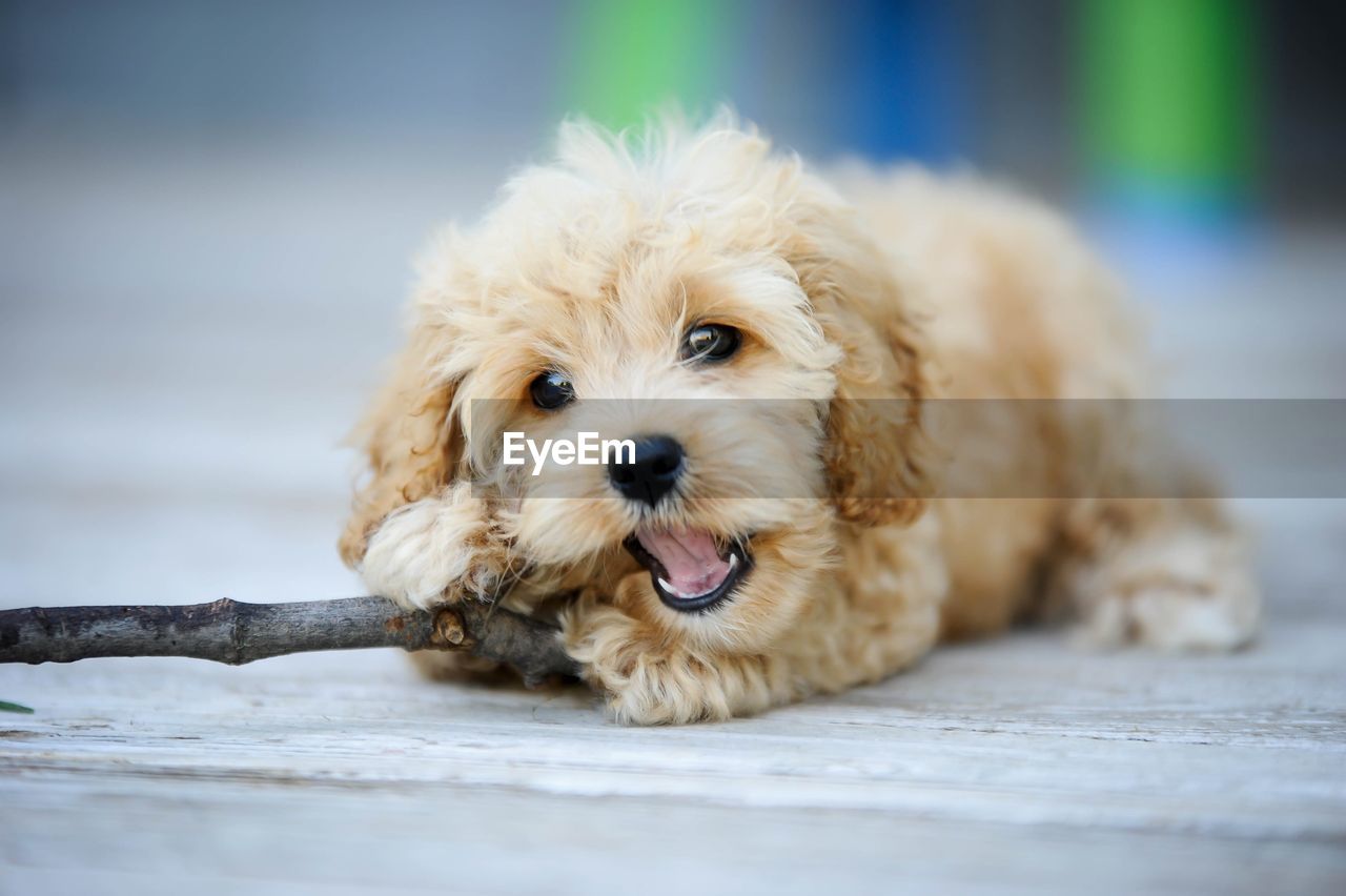 Close-up of an adorable, playful cockapoo puppy chewing on a stick.