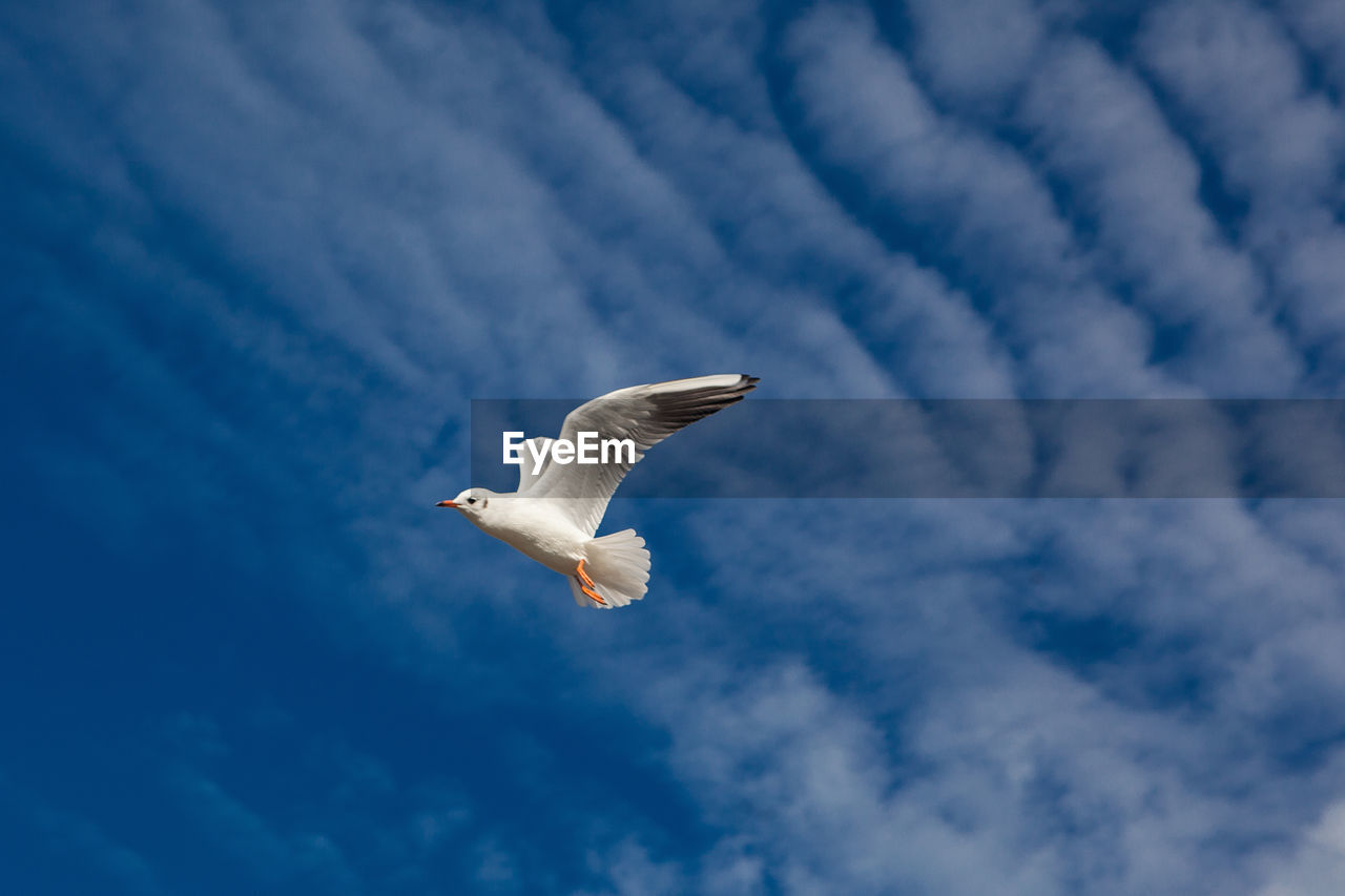 LOW ANGLE VIEW OF SEAGULL FLYING AGAINST CLOUDY SKY