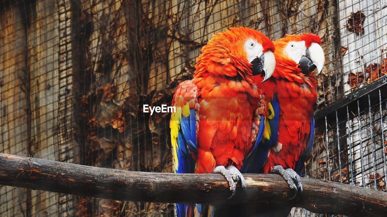 LOW ANGLE VIEW OF TWO BIRDS PERCHING ON CAGE