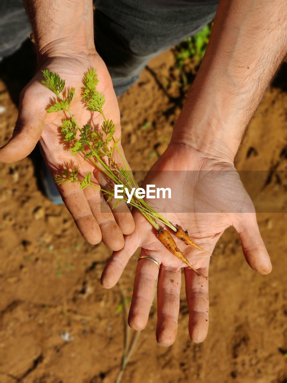 HIGH ANGLE VIEW OF HUMAN HAND HOLDING LEAF