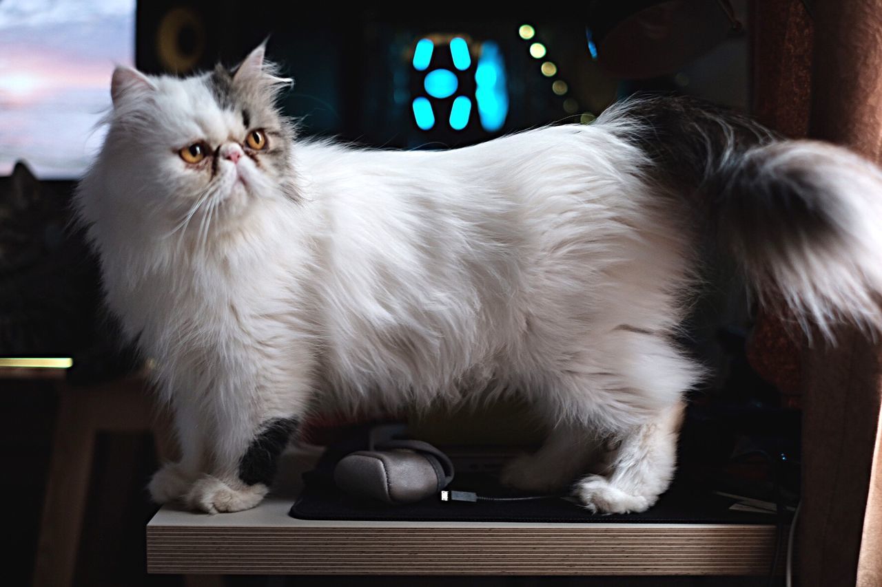 Cat looking away while sitting on table