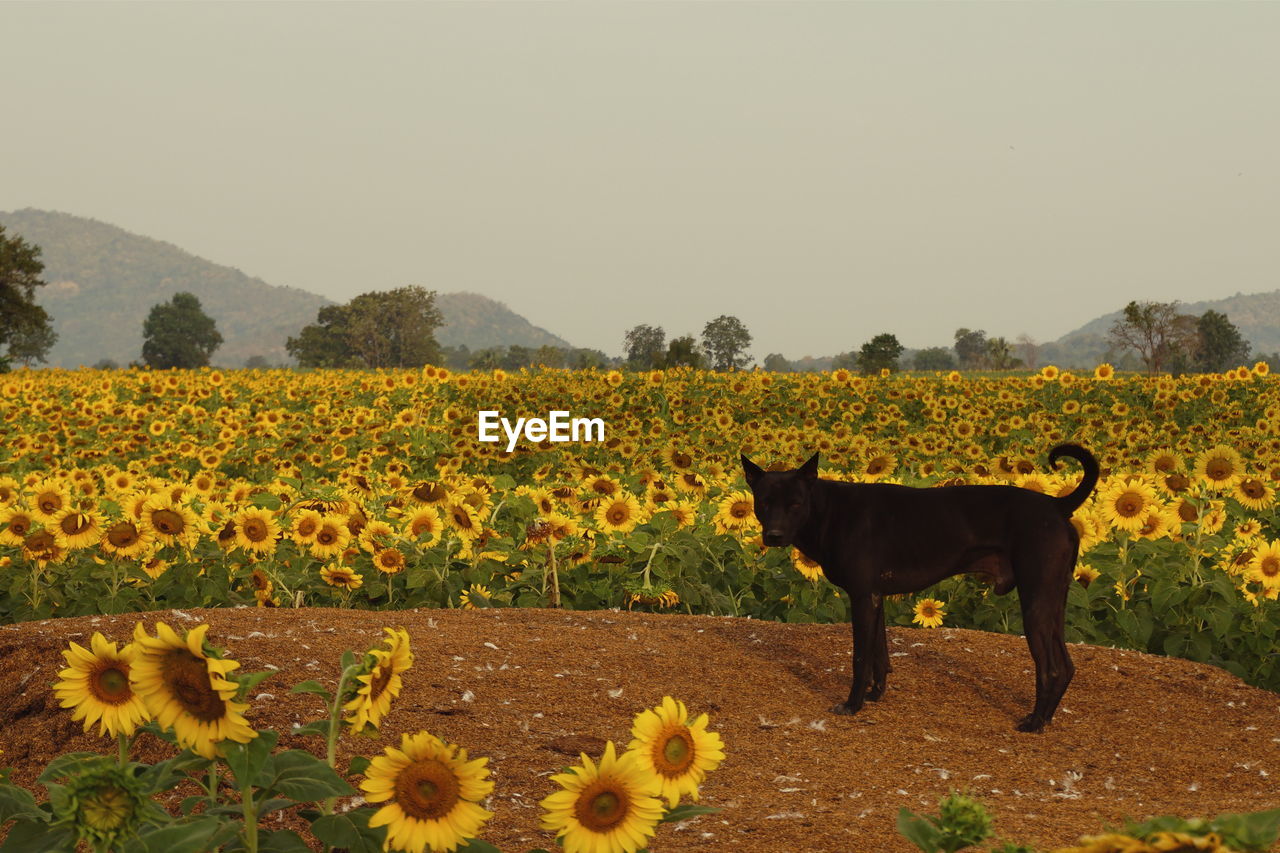 Dog amidst sunflower field against sky