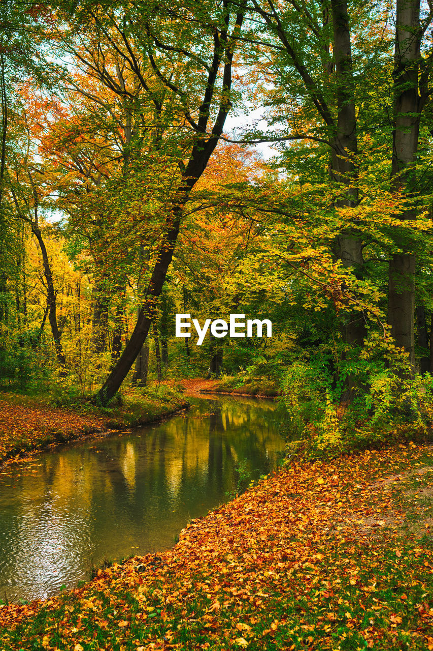 SCENIC VIEW OF LAKE BY TREES DURING AUTUMN