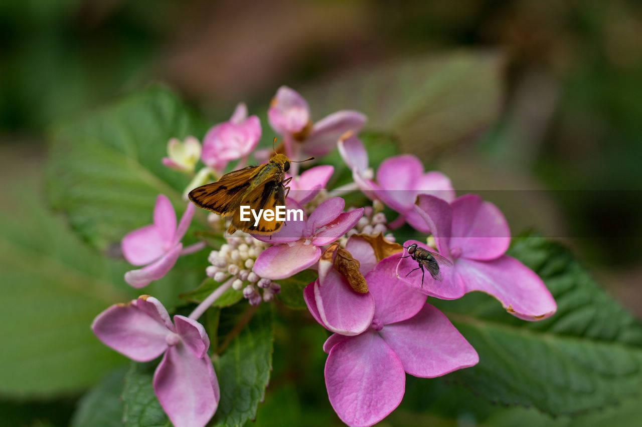 High angle view of housefly and moth on pink hydrangea