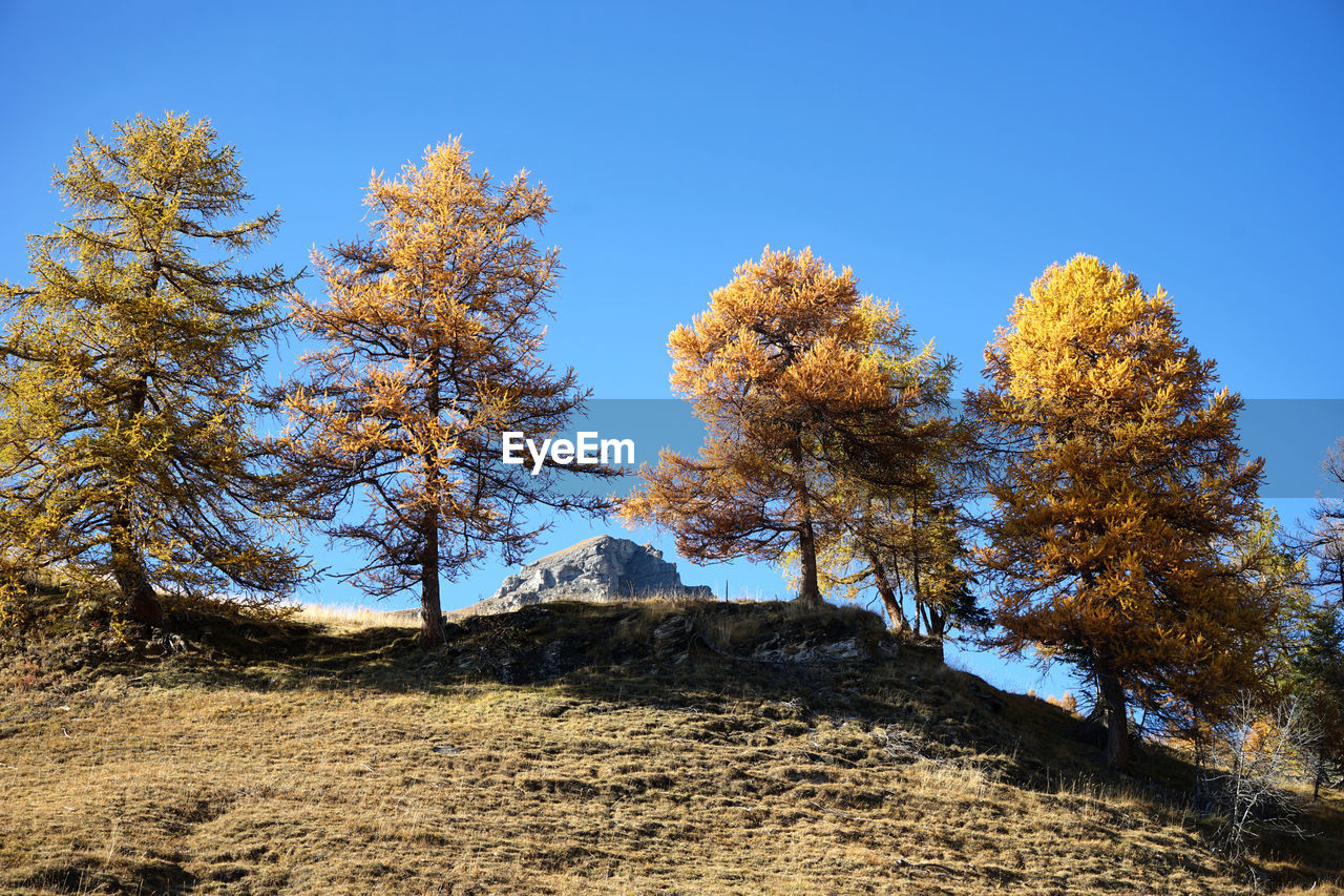 Low angle view of trees against sky during autumn