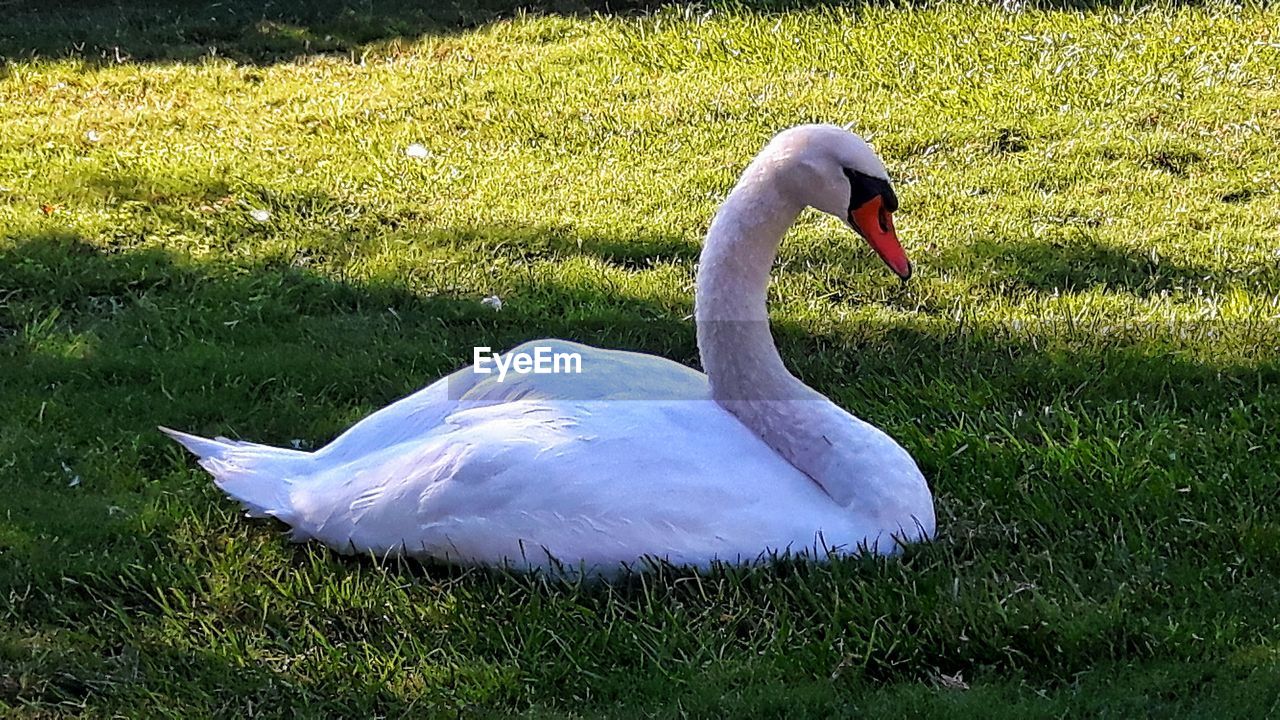 SWANS ON FIELD