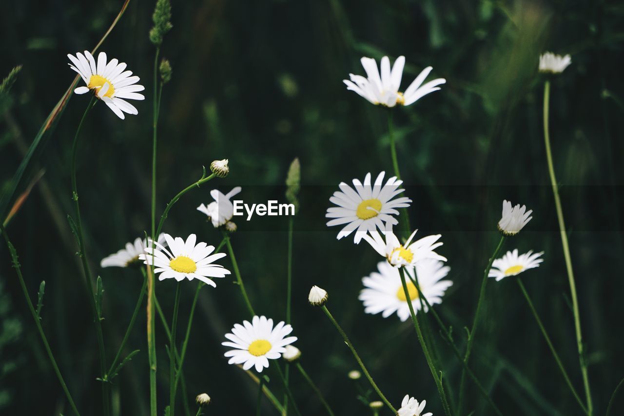 flower, flowering plant, plant, freshness, beauty in nature, grass, fragility, daisy, meadow, white, nature, petal, flower head, close-up, growth, inflorescence, no people, botany, pollen, wildflower, outdoors, macro photography, field, focus on foreground, day, springtime, green, blossom, yellow, summer, animal wildlife
