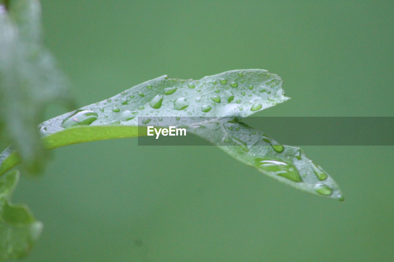 Close-up of water drops on leaf