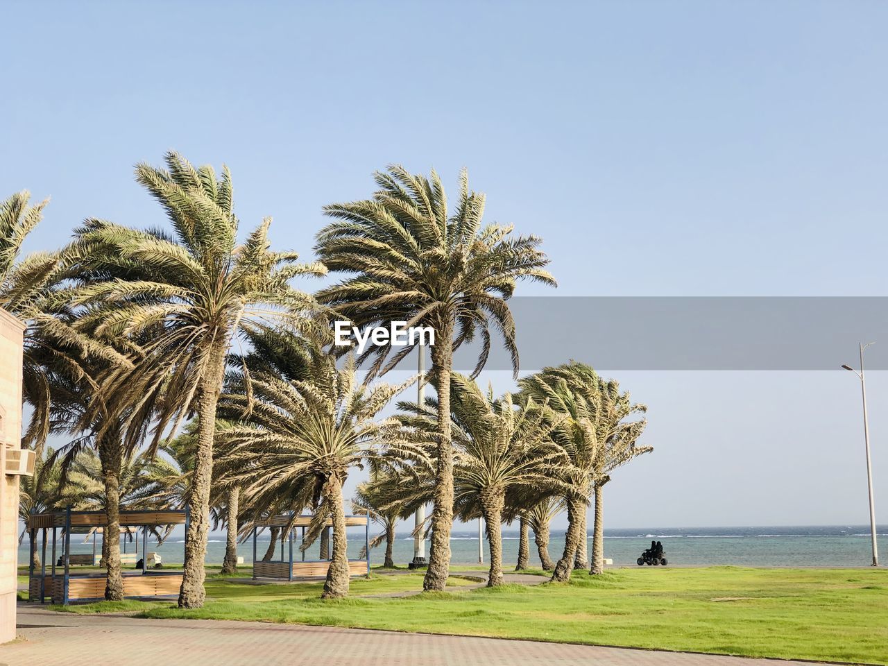Palm trees by sea against clear sky