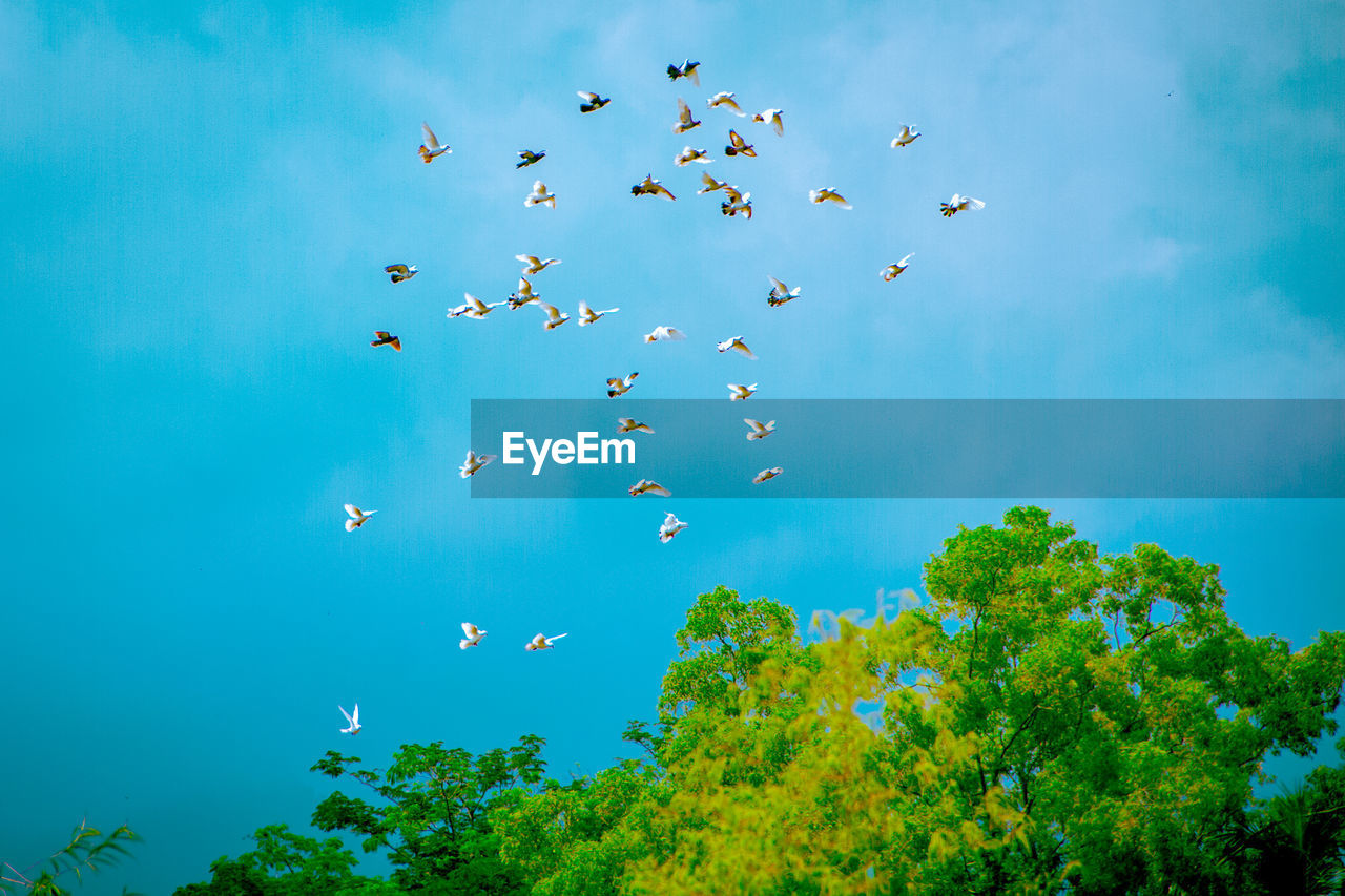 LOW ANGLE VIEW OF BIRDS IN THE SKY