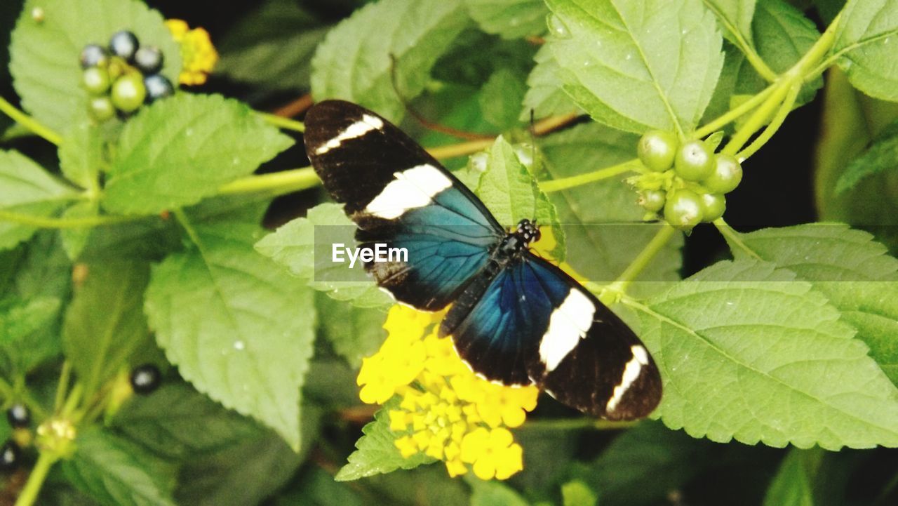 CLOSE-UP OF BUTTERFLY PERCHING ON PLANT