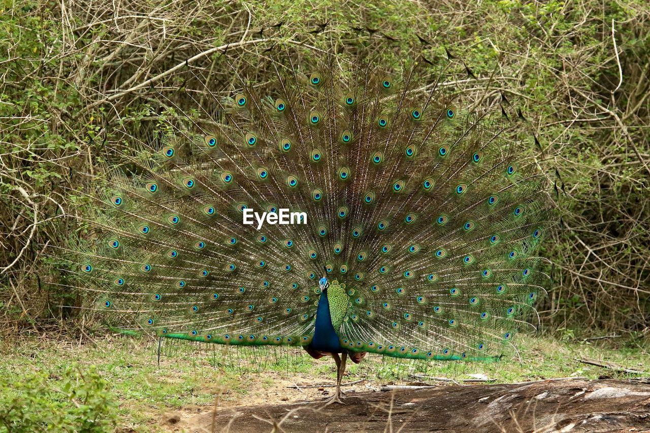 VIEW OF PEACOCK