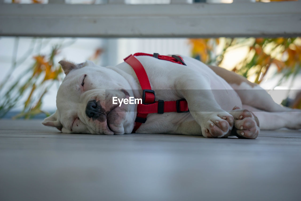 White dog sleeping on outside porch