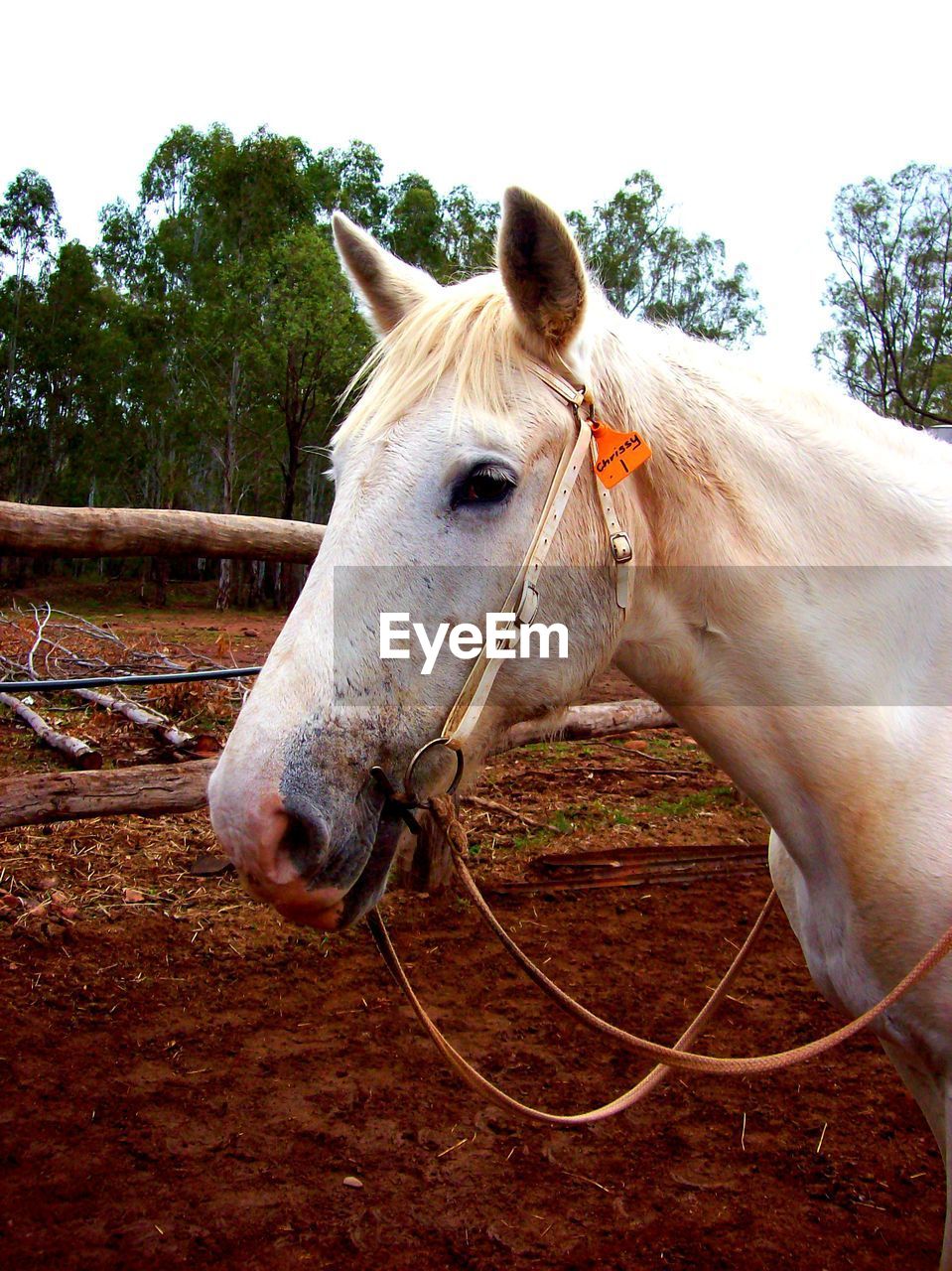 Horse standing in pen