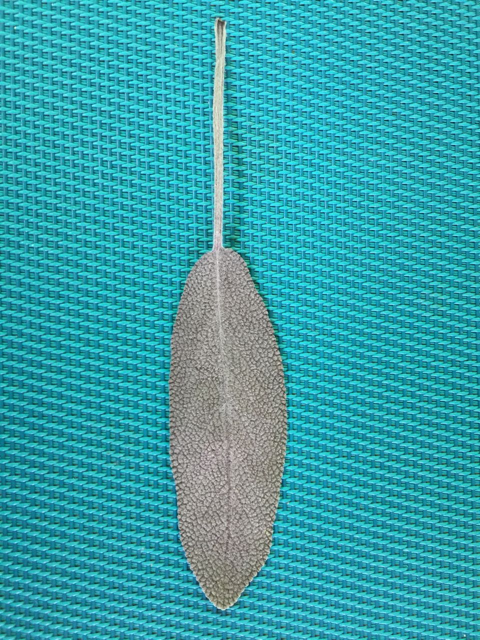 Directly above shot of leaf on textured surface